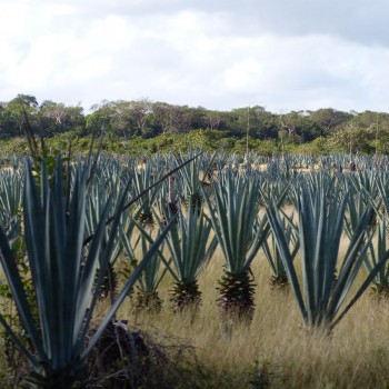 Mantanzas 